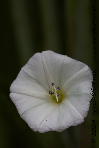 Svlačec rolní (Convolvulus avensis L.)