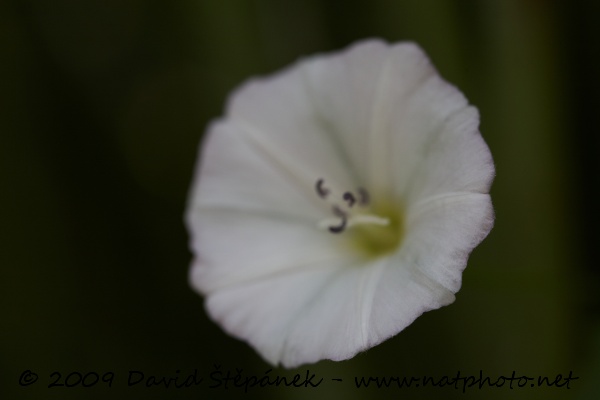 Svlačec rolní (Convolvulus avensis L.)