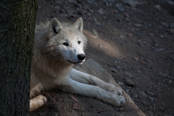 Vlk arktický (Canis lupus arctos)